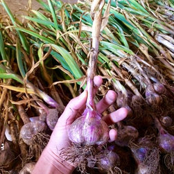 2016 Garlic Harvest - Bulbs And Seeds