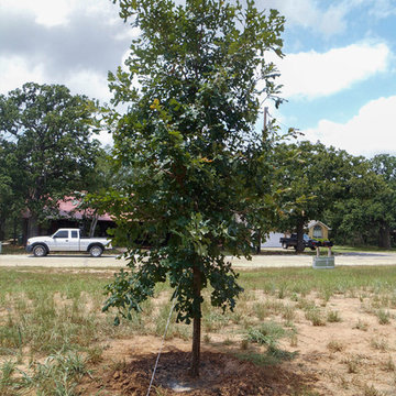 Bur Oak Tree