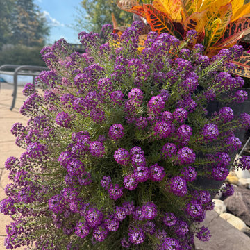 Fine Gardening