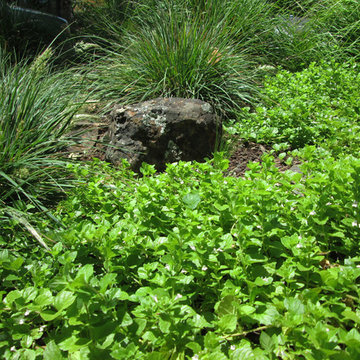 Willow Glen, San Jose - Boulders & Grasses