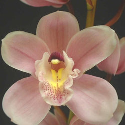 orchids - Products