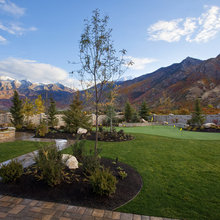 backyard landscape