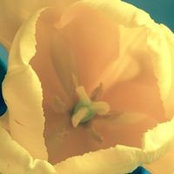 Leah Schaefer's photo