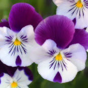 Chantelle Mallia's photo