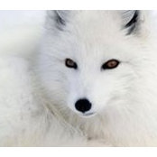 Collette Yolande Cormier's photo