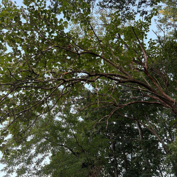 Property Clearing & Vegetation Removal