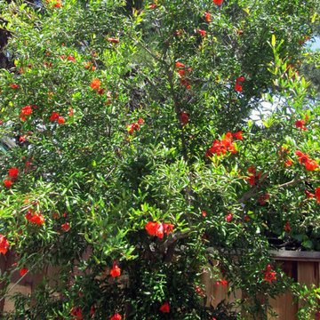 Saratoga, California