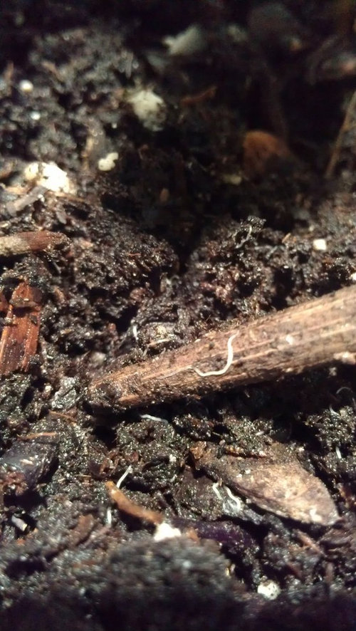Tiny white worms in indoor plant soil