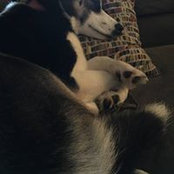 Michael Atterberg's photo