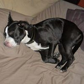 Cheryl Bremson's photo