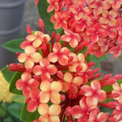 Michele Paisig's photo