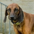 ARBOL house's profile photo