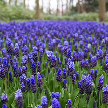 Keukenhof: World's Largest Bulb Garden