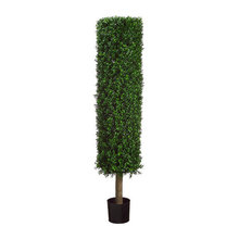 BOXWOOD