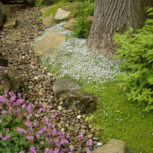 Maggie’s Garden