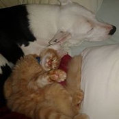 TMarie Cats foto