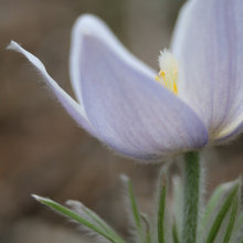Florida flowers