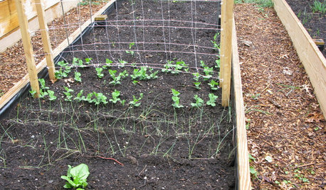 To-do list : Que faire au potager en janvier ?