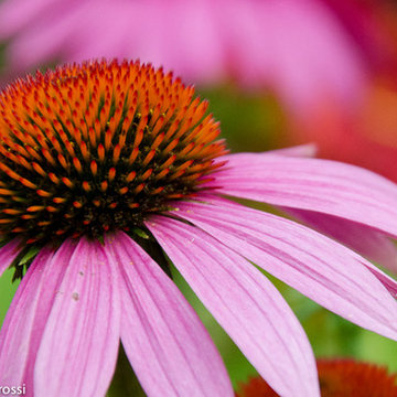 Garden photography - Echinacea purpua