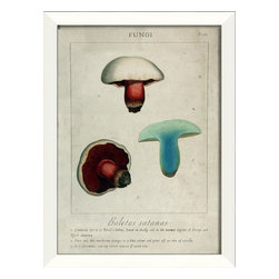 The Artwork Factory - Boletus satanas Mushroom Framed Artwork - Prints And Posters