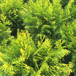 Current Featured Plants - Products
