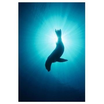 California Sea Lion Underwater, Channel Islands National Park, California