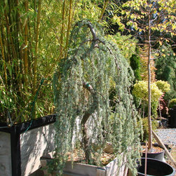 Plant and Trees - Plants