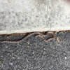Can you ID this snake, please?