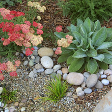 plants