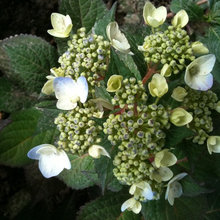 Favorite Shrubs