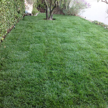 Sod Installation--Backyard