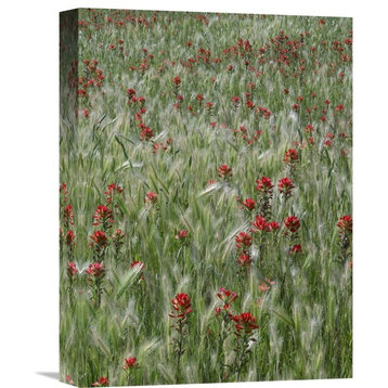 "Indian Paintbrush And Foxtail Barley Field, Texas" Artwork, 12" x 16"