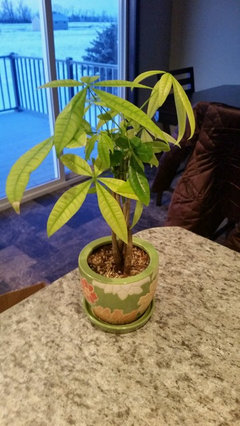 Pachira (money tree) with pale, sick looking leaves? | Houzz Forum