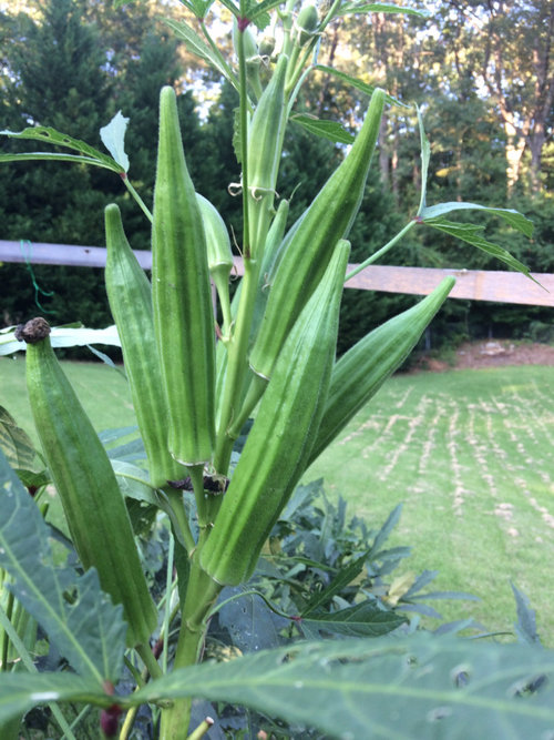 full grown okra plant full grown okra plant