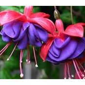 Fuchsia Artさんの写真