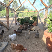 chicken coup