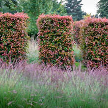 Studio Garden