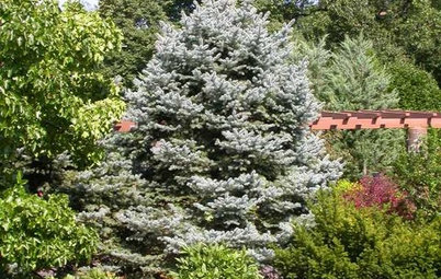 10 Evergreens for Beautiful Foliage All Year