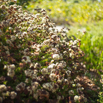 2017 Native Plant Garden Tour