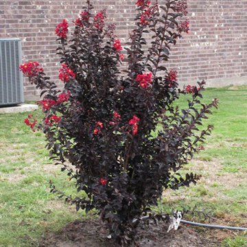 Black Diamond Crape Myrtle