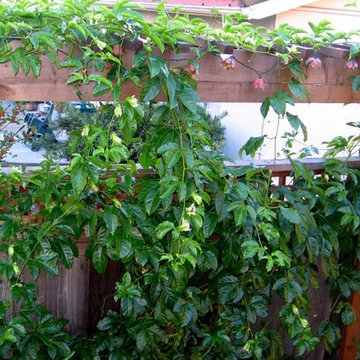 Arbors, trellises, pergolas