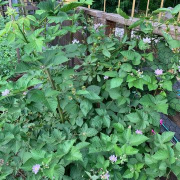 Vegetable Garden