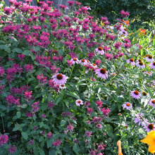 Native Plant Landscaping