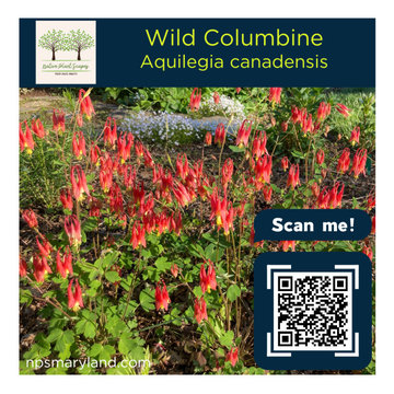 Wild Columbine