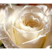Omnia Ali's photo
