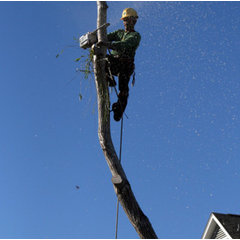 Mr. Smith's Tree Service