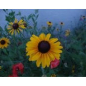 Joy Chidlow-Budges foto