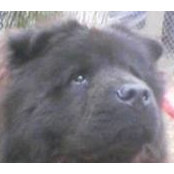 Foto de Denise Shanley-Mortimer