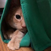 Sara Orel's photo