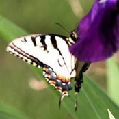 Foto di Iris Lopez